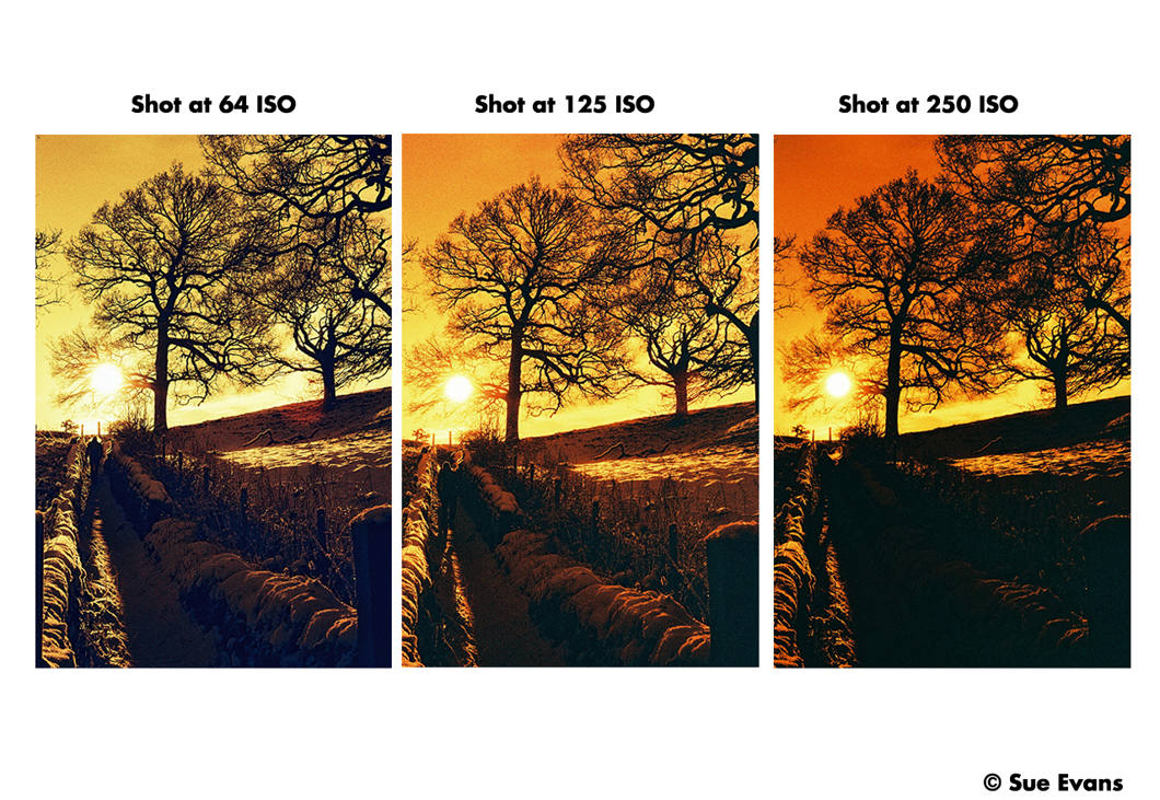 Harman RED - iso 125