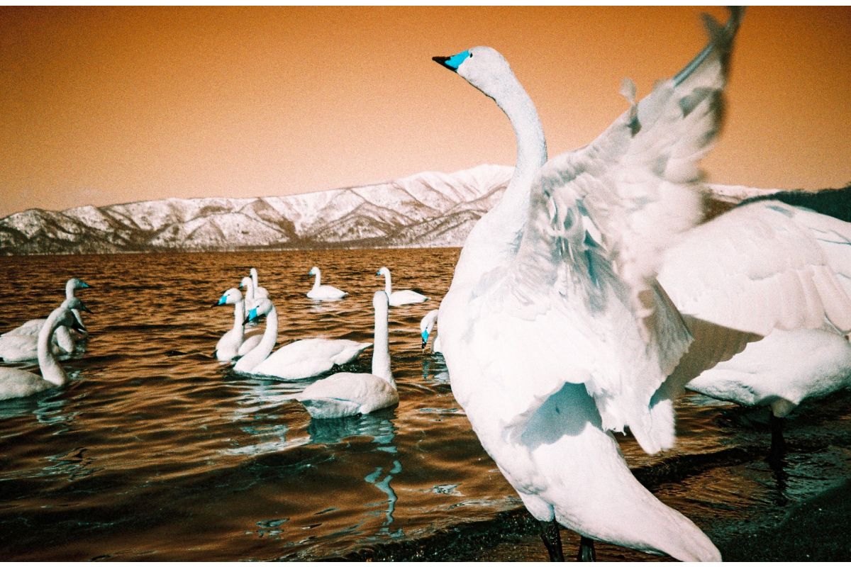 Lomography Trio Mixed Film Pack - iso 100-400 (35 mm film ingust)