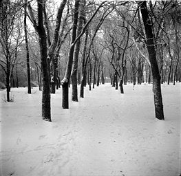 Fomapan - iso 100 (120 film lat)