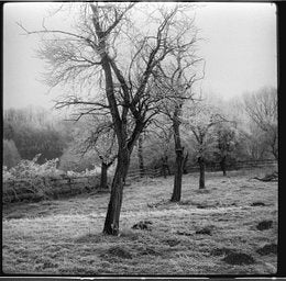 Fomapan Ortho - iso 400 (120 film lat)