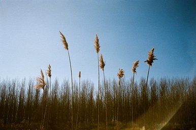 FujiFilm Color - iso 100 (35mm film ingust) - made in Japan