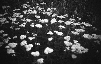 Ilford PAN - iso 50 (35mm film ingust)