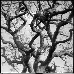 Kentmere - iso 100 (120 film lat)