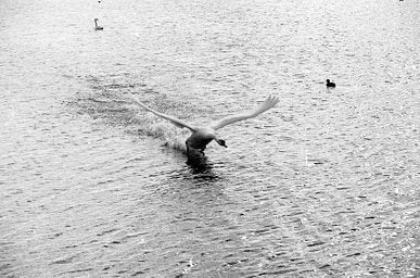 Kentmere - iso 400 (35 mm film ingust - 24 CADRE)