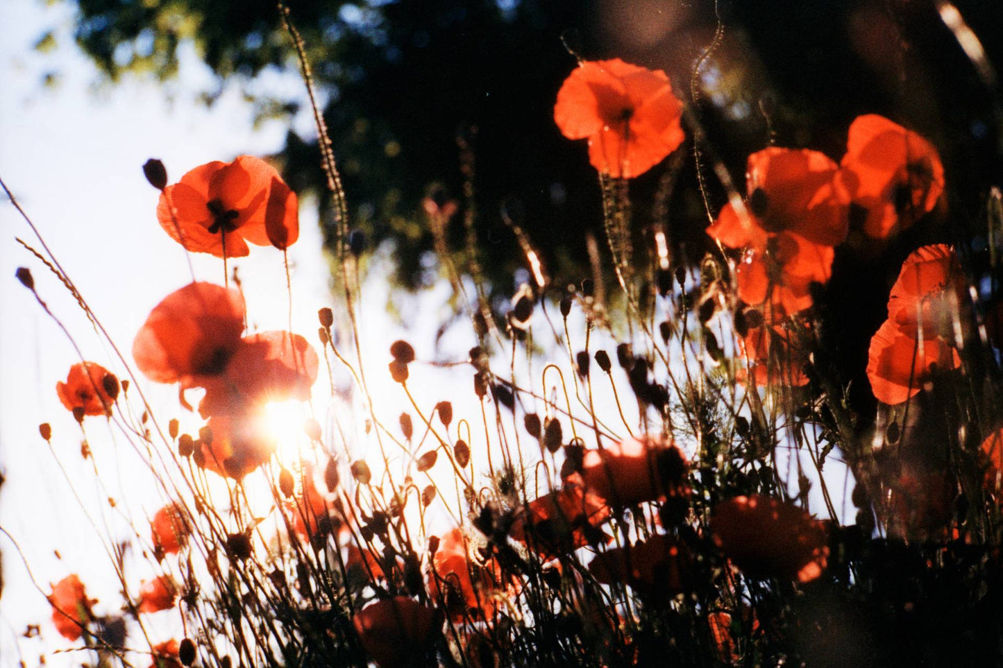 Harman Pheonix - iso 200 (35mm film ingust)