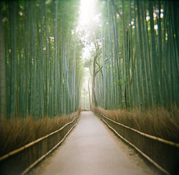 Kodak Portra - iso 800 (120 film lat)