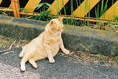 Kodak Portra - iso 800 (35mm film ingust)