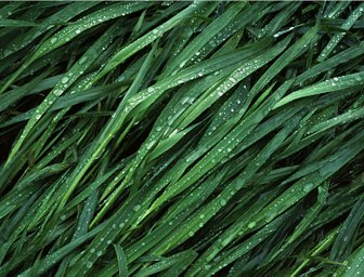 PROVIA diapozitiv - iso 100F (120 film lat)