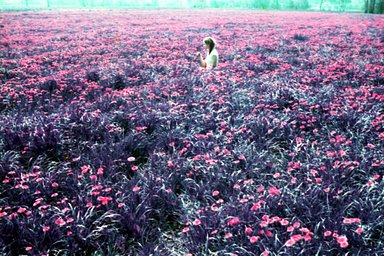 LomoChrome Purple - iso 100-400 (35mm film ingust)