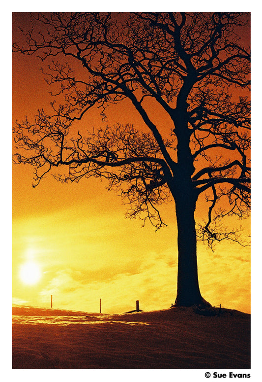 Harman RED - iso 125 (120 film lat)