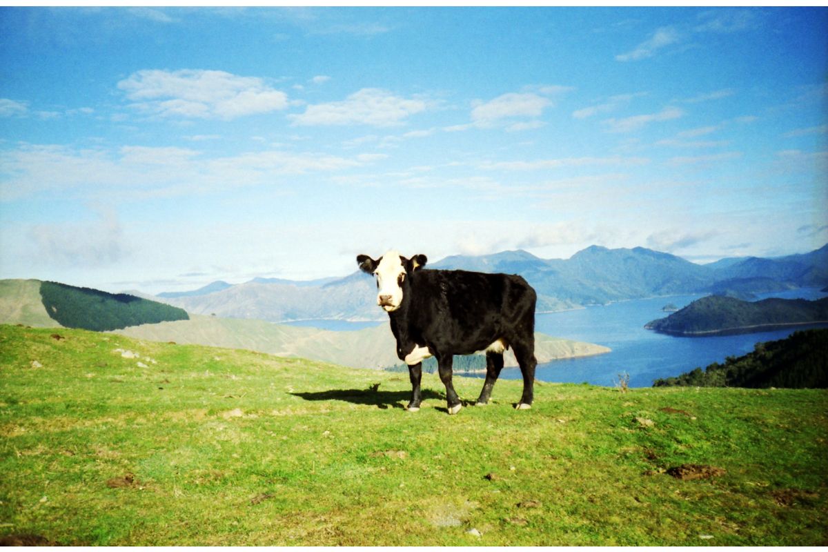 Lomography Color Negative iso 100 - 35 mm