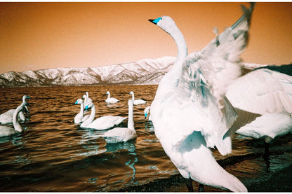 Lomography Trio Mixed Film Pack - 35 mm