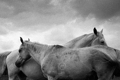 Agfa APX - iso 400 (35mm film ingust)