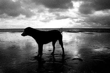 Ilford Delta - iso 100 (35mm film ingust)