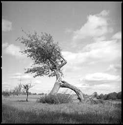 Ilford Delta - iso 400 (120 film lat)