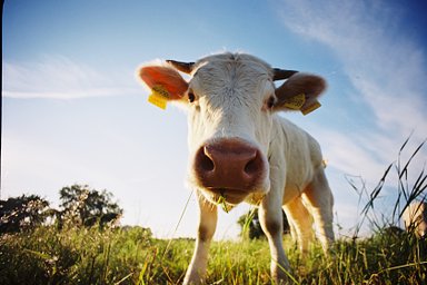 Kodak Ektar - iso 100 (35mm film ingust)