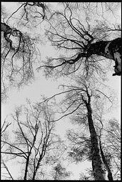 Fomapan Ortho - iso 400 (35mm film ingust)