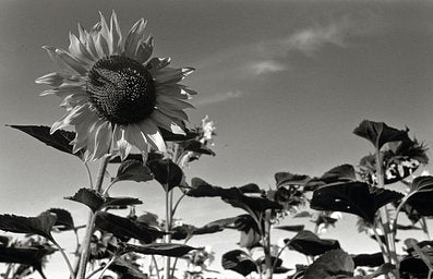 Fomapan R100 - iso 100 (35mm film ingust)