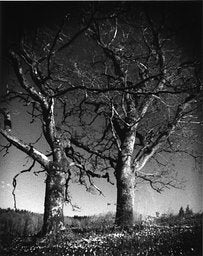 Fomapan Set - 6 filme iso 400 (35mm film ingust)