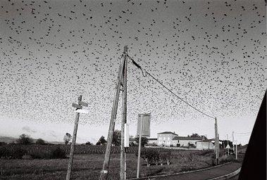 Ilford Fp4 Plus - iso 125 (35mm film ingust)