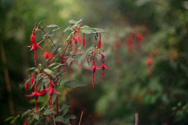 FujiFilm - iso 400 (35mm film ingust)