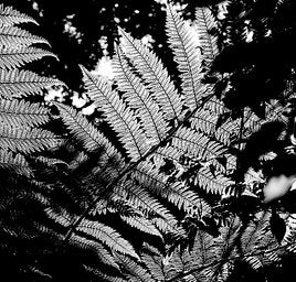 Ilford Ortho Plus - iso 80 (120 film lat)