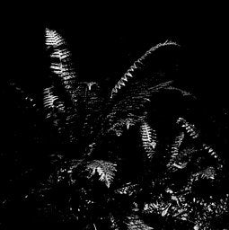 Ilford Ortho Plus - iso 80 (120 film lat)