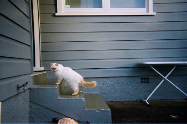 Aparat Kodak FunSaver - iso 800