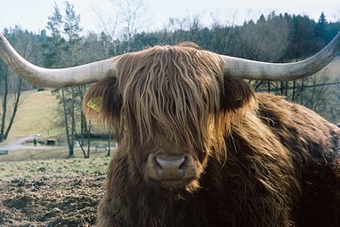 Kodak Portra - iso 160 (35mm film ingust)