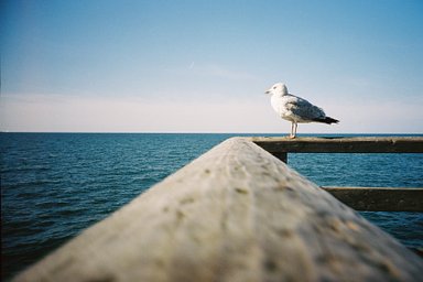 Kodak Portra - iso 400 (35mm film ingust)