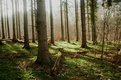 Kodak Pro Image - iso 100 (35mm film ingust)