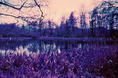 LomoChrome Purple - iso 100-400 (35mm film ingust)