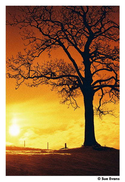 Harman RED - iso 125 (120 film lat)