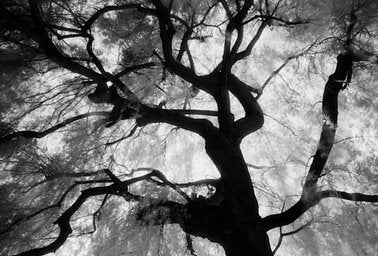 ILFORD SFX - iso 200 (35mm film ingust)