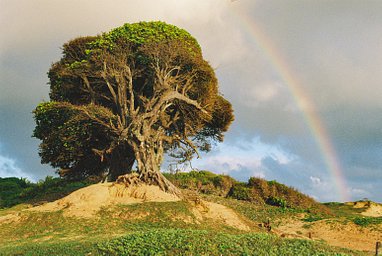 Kodak Ultramax - iso 400 (35mm film ingust)