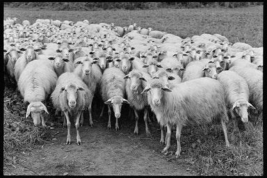 Ilford XP2 - iso 400 (35mm film ingust)